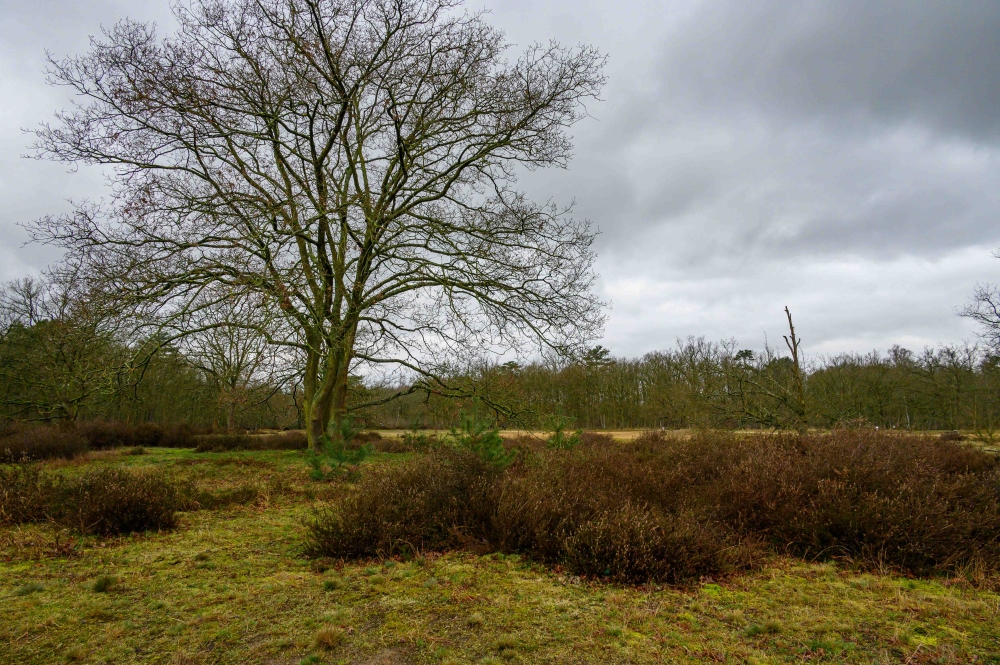 Kesselse Heide 1360