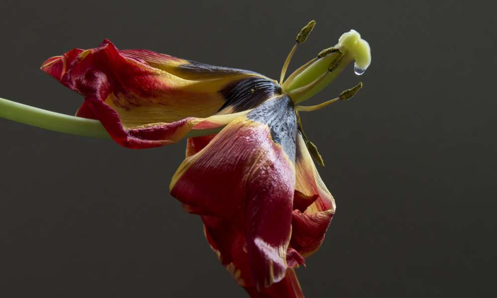 tulp