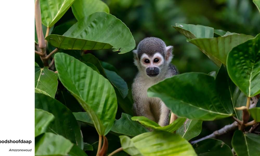 marcv doodshoofdaap mg