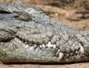 peterp wildlife1