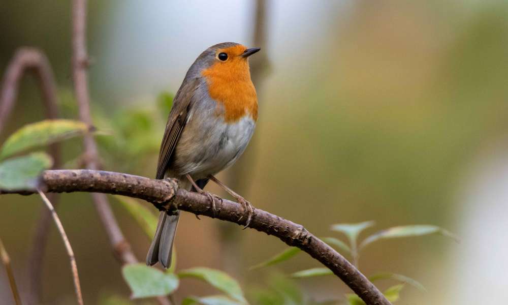 roodborstje 20210415