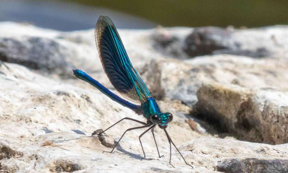walterv   insecten07 20210620