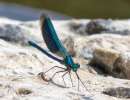 walterv   insecten07 20210620