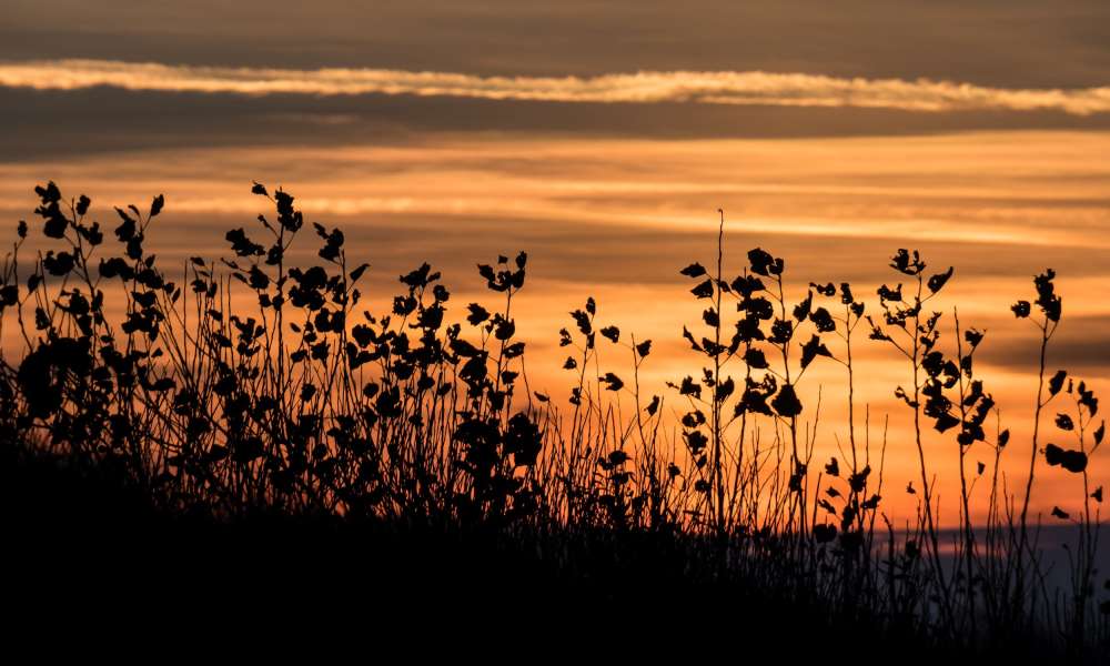 dirkh pb111361 small 20200321