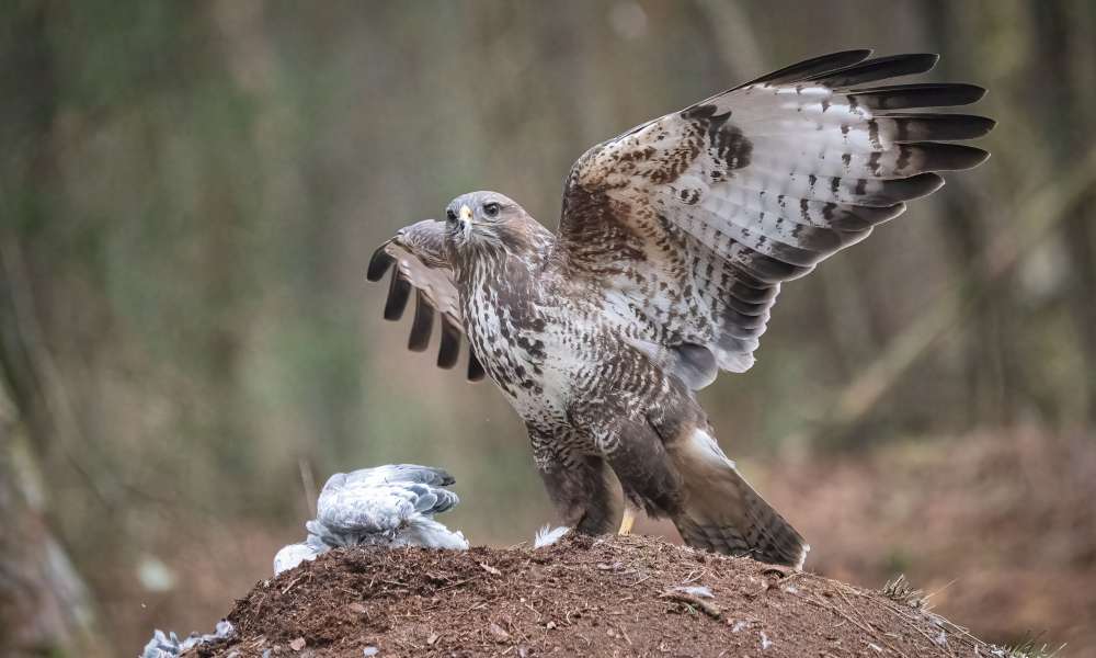 buizerd