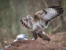 buizerd