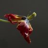tulp