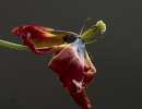 tulp
