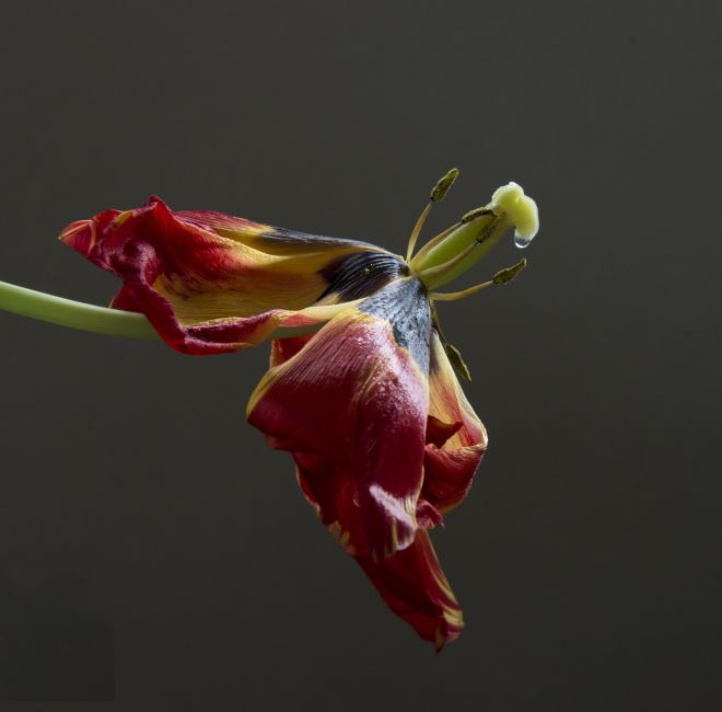 tulp