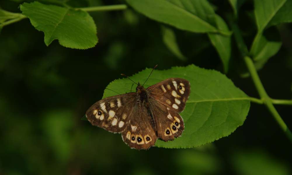 krisvdv5 portfolio2024