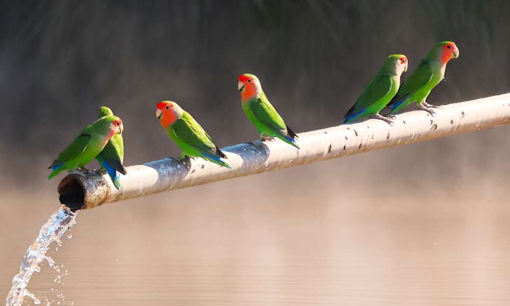 agapornis meeting 