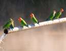 agapornis meeting 