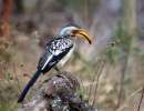 peterp wildlife3