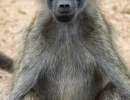 peterp wildlife4