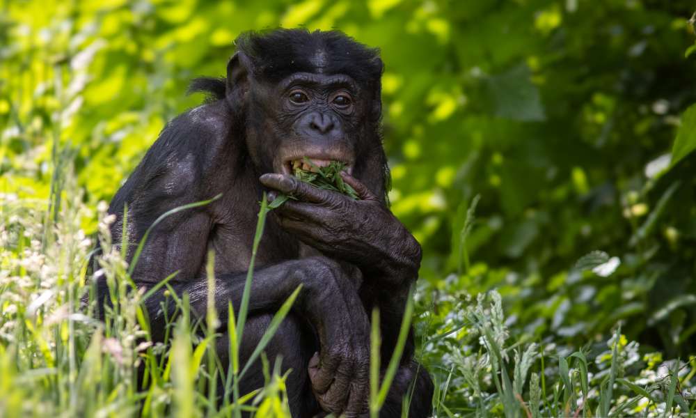vedeve bonobo