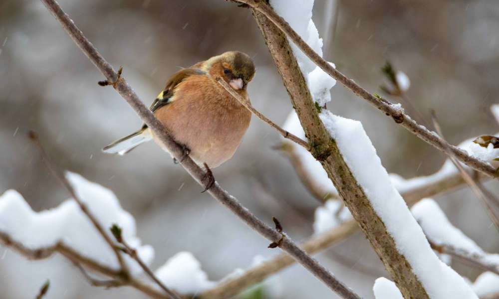 vink 20210415