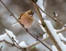 vink 20210415